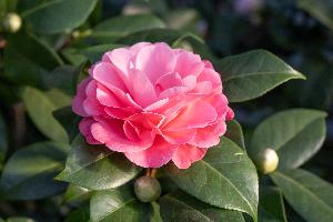 Kamelienblüte in der Wilhelma